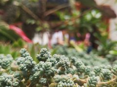 -尼玛藏家风味园(阿山食城店)