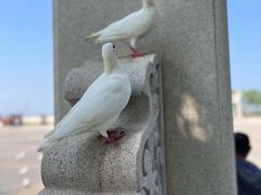 -天津妈祖文化园