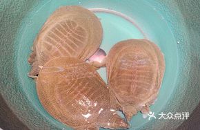 Braised Turtle in Clay Pot