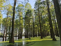 -渌洋湖湿地公园
