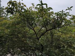 -故乡缘·香格里拉山庄(冷竹路店)