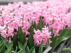 -上海鲜花港