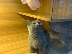 -喵百万·布偶·蓝金金渐层英短·猫舍(百子湾店)