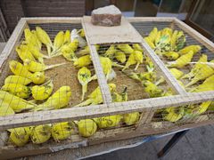 -中环花鸟鱼虫市场