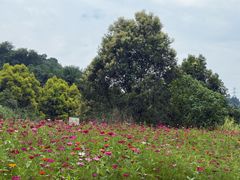 -张坝桂圆林公园