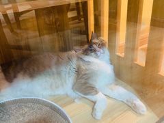 -白兔子密室(长寿路店)