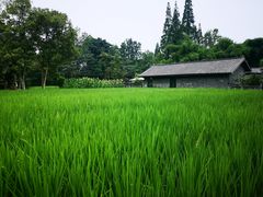 -桤木河湿地公园