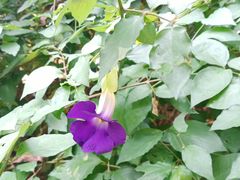 -广西壮族自治区药用植物园