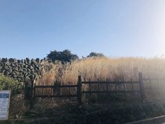 -西归浦真珠食堂