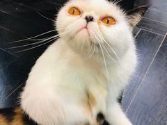 -猫色咖啡·猫咖