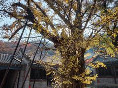 -阳台山自然风景区