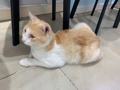 -老吴的猫·猫舍(新区店)