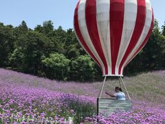 -大塘金香草谷