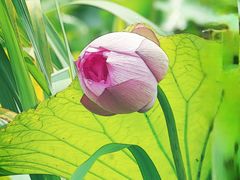 -陈家山荷花公园