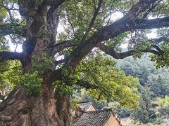 -杨家堂村