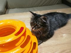 -藏猫猫咖啡主题馆(中央大道店)