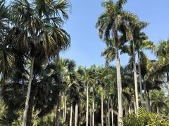 -中国科学院西双版纳热带植物园