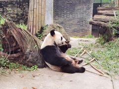 -都江堰中华大熊猫苑