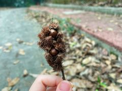 -南宁良凤江国家森林公园