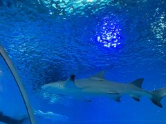 -福州罗源湾海洋世界旅游区