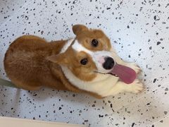 -瑞派康怡24h宠物医院·犬猫医疗中心·微创绝育(瑞景分院)