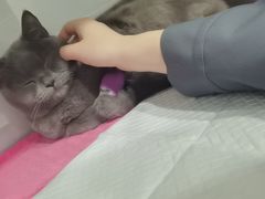 -宠颐生嘉德动物医院