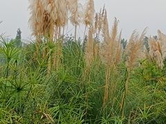 -眉山湿地公园(东坡区)