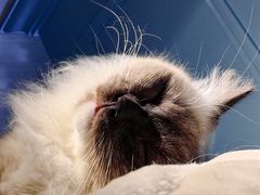 -遇见羊驼·奶狗咖·布偶猫咖·法斗柯基柴犬阿拉斯加(春熙路太古里IFS店)