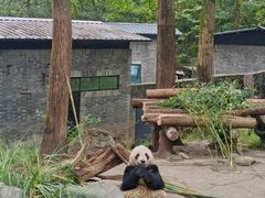 -都江堰中华大熊猫苑