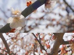 -香雪海