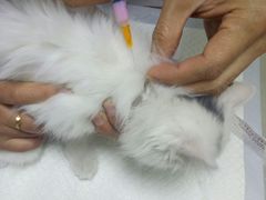 -特一安24小时宠物医院·骨科·中兽医