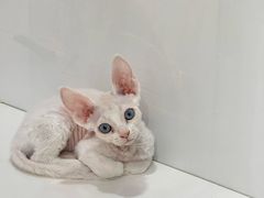 -青奢宠物·青奢猫舍