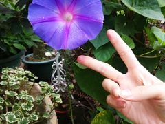 -三圣花乡旅游区