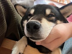 -是阿柴呀！柴犬咖啡·爱喵喵猫咖