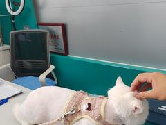 -博特宠物医院24h犬猫全科.骨科·异宠