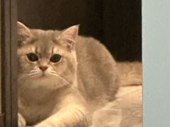 -欣宠猫屋·矮脚拿破仑·蓝金金渐层