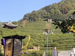 -阿巧茶庄