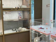 -翊宠yipet猫狗购宠庄园犬舍•猫舍