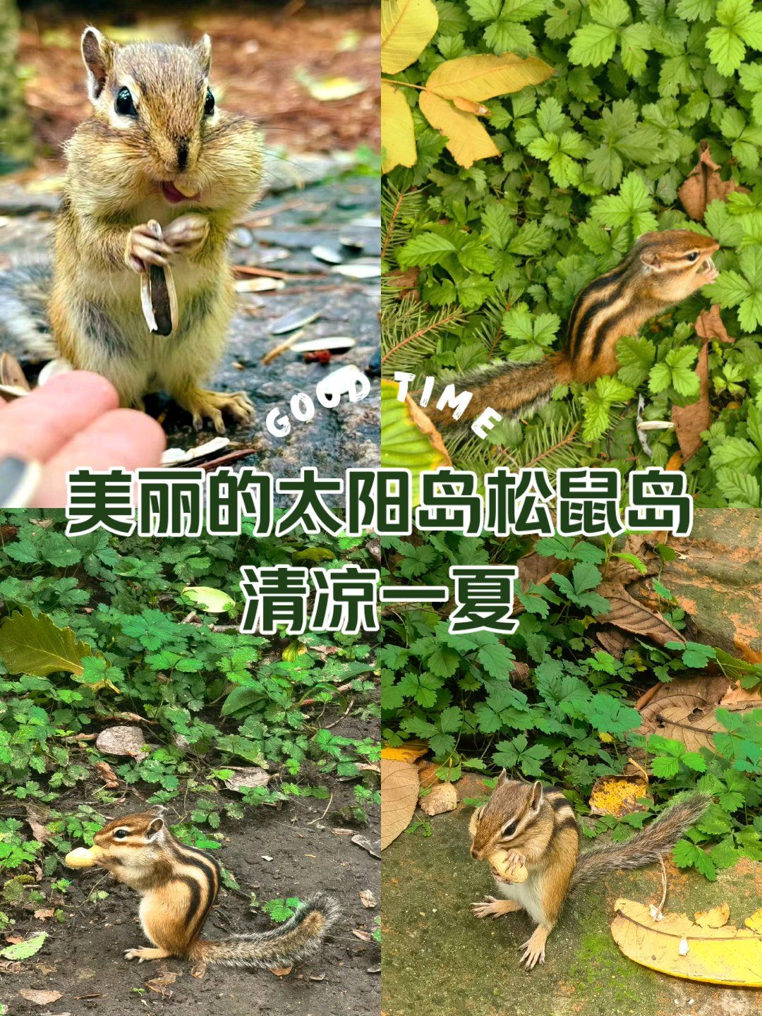 此生必去|松鼠岛7815清凉一夏