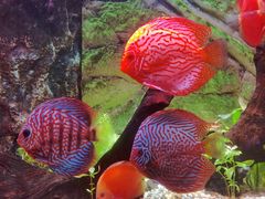 -上海海洋水族馆