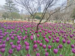 -院士公园