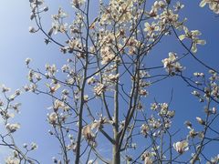 -广富林郊野公园