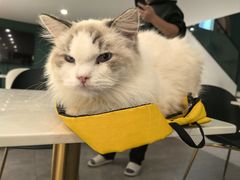-飞行喵MR PILOT|猫舍·猫咖(静安大融城店)