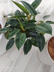 -HEYAN荷妍专业脱毛连锁机构