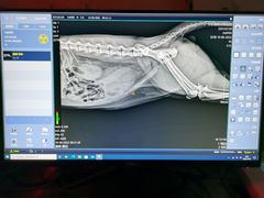 -喜多萌中农锦绣动物医院24H·猫科·牙科MRI·CT