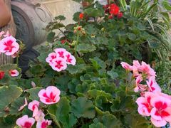 -华冠悠岚·庭院餐厅(青城后山店)