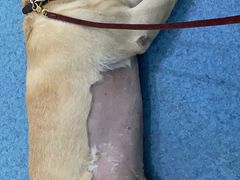 -北京赛佳动物医院