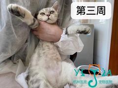 -萌兽医馆·宠物医院·猫骨科(创景店)