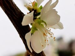 -桃花堤公园