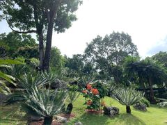 -深圳仙湖植物园
